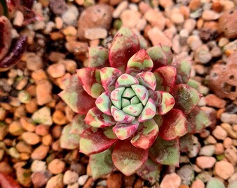 Confiture d'Echeveria