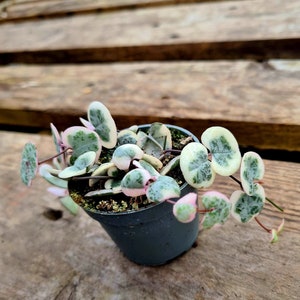 Ceropegia linearis ssp. Woodii - variegated String of Hearts plant in pot