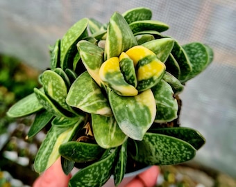 Gasteria Verrucosa f. Variegata succulent in pot.