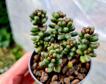 Sedum Furfuraceum - Bonsai sedum