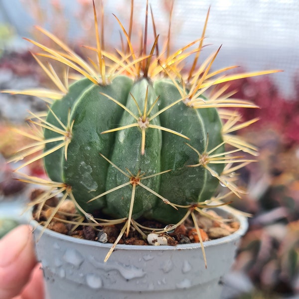 Melocactus amoenus cactus in pot.