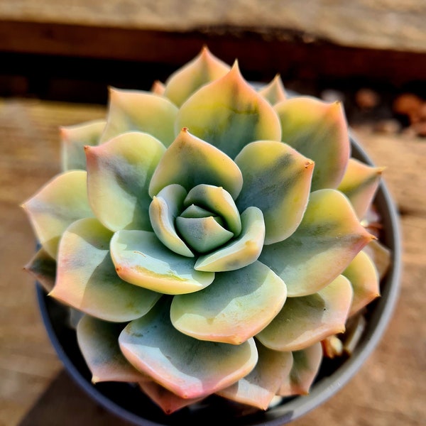 Echeveria Peacockii 'Morning Beauty' variegated