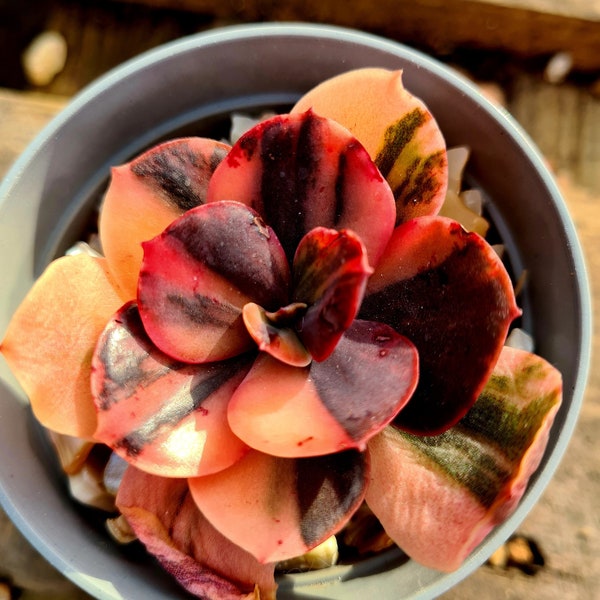 Echeveria Prima Donna variegated