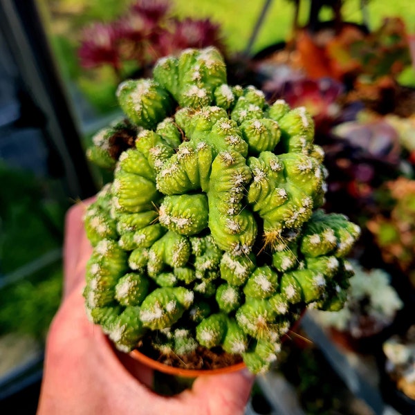 Cereus Peruvianus f. Cristata f. Monstrose cactus in pot