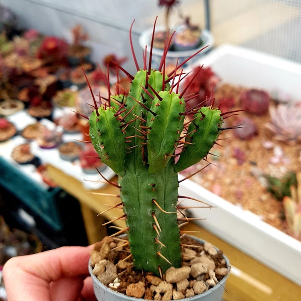 Euphorbia Enopla 'Pincushion Spurge' succulente en pot