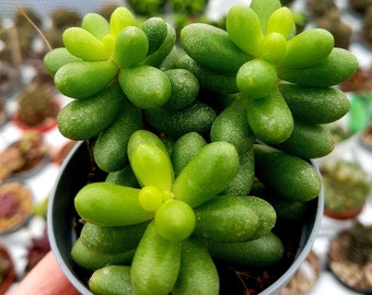 Sedum Hernandezii