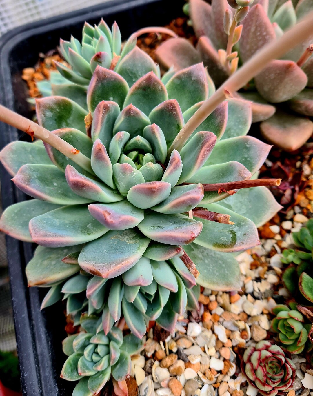 Echeveria Iceberg Fresh Stem Cutting - Etsy UK