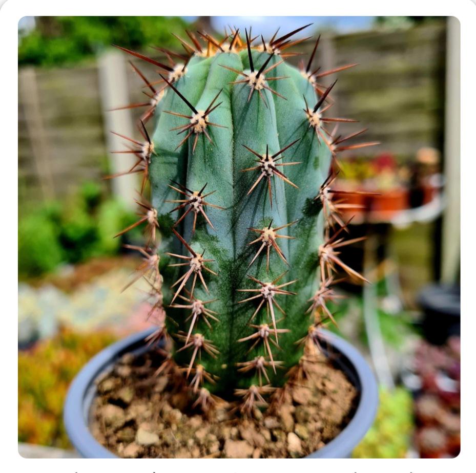 コ*ア様 【極上】 スピラリス 大株　5本セット　サボテン　柱サボテン　アガベ コ*ア様 【極上】 スピラリス 大株 5本セット サボテン 柱