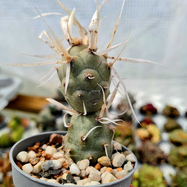 Tephrocactus Articulatus Papyracanthus cactus in pot