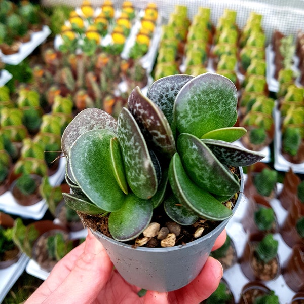 Adromischus Trigynus syn. Plante succulente Rupicola