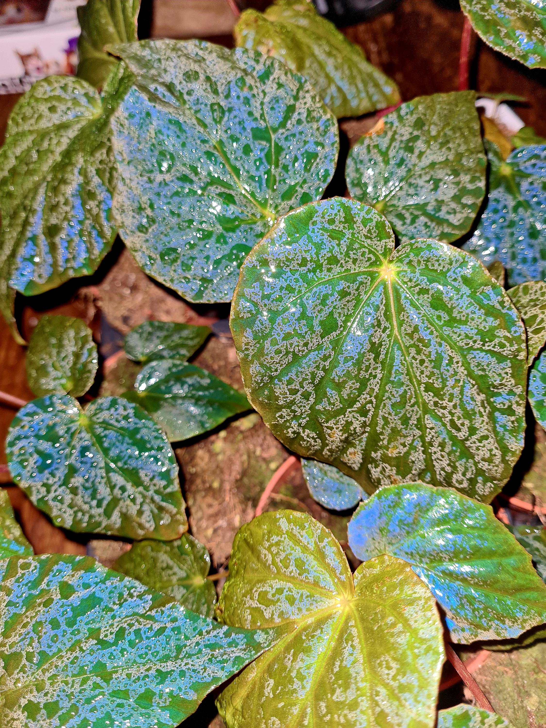 Begonia ferox - Etsy 日本 Begonia ferox - Etsy 日本