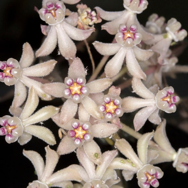 Hoya Curtisii large, trailing waxflower vine in hanging pot