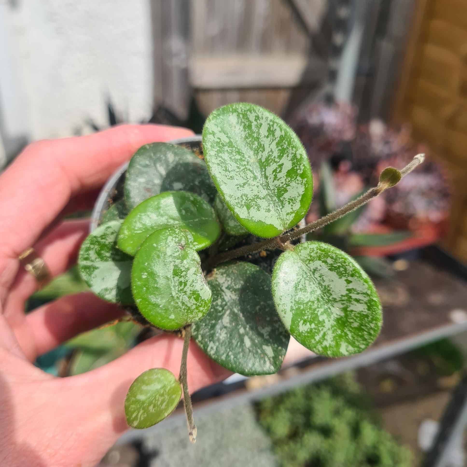 珍種ホヤ セルペンス シルバーHoya Serpens Silver