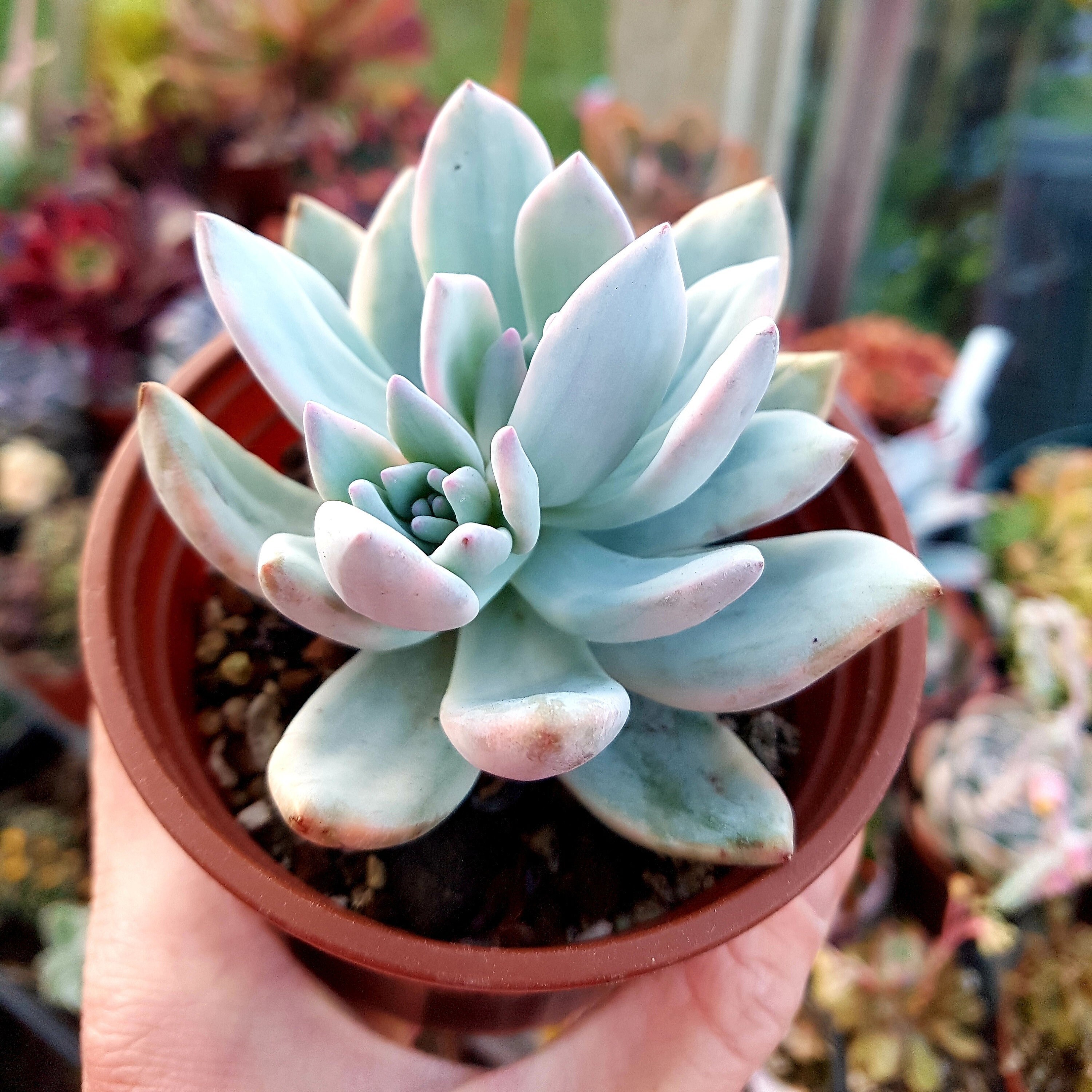 Pachyveria Simonoasa Variegated powder Puff Succulent Etsy UK