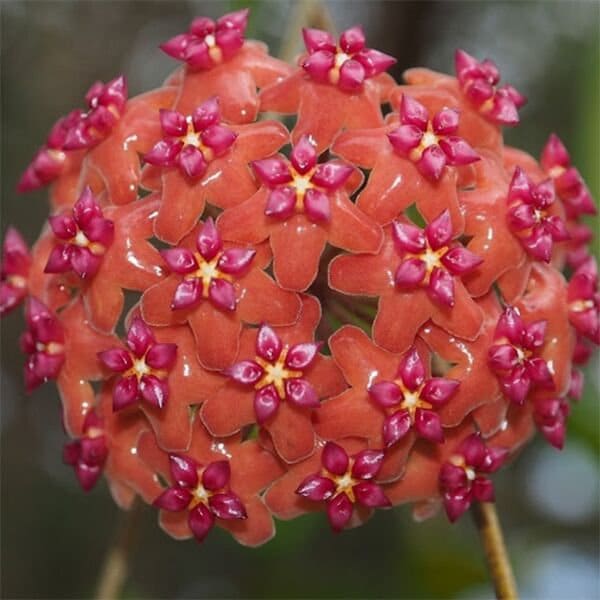 Hoya - Large variety of species to choose from