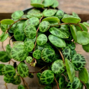 Peperomia prostrata - Schildpaddenreeks die een vetplant in een pot achterlaat