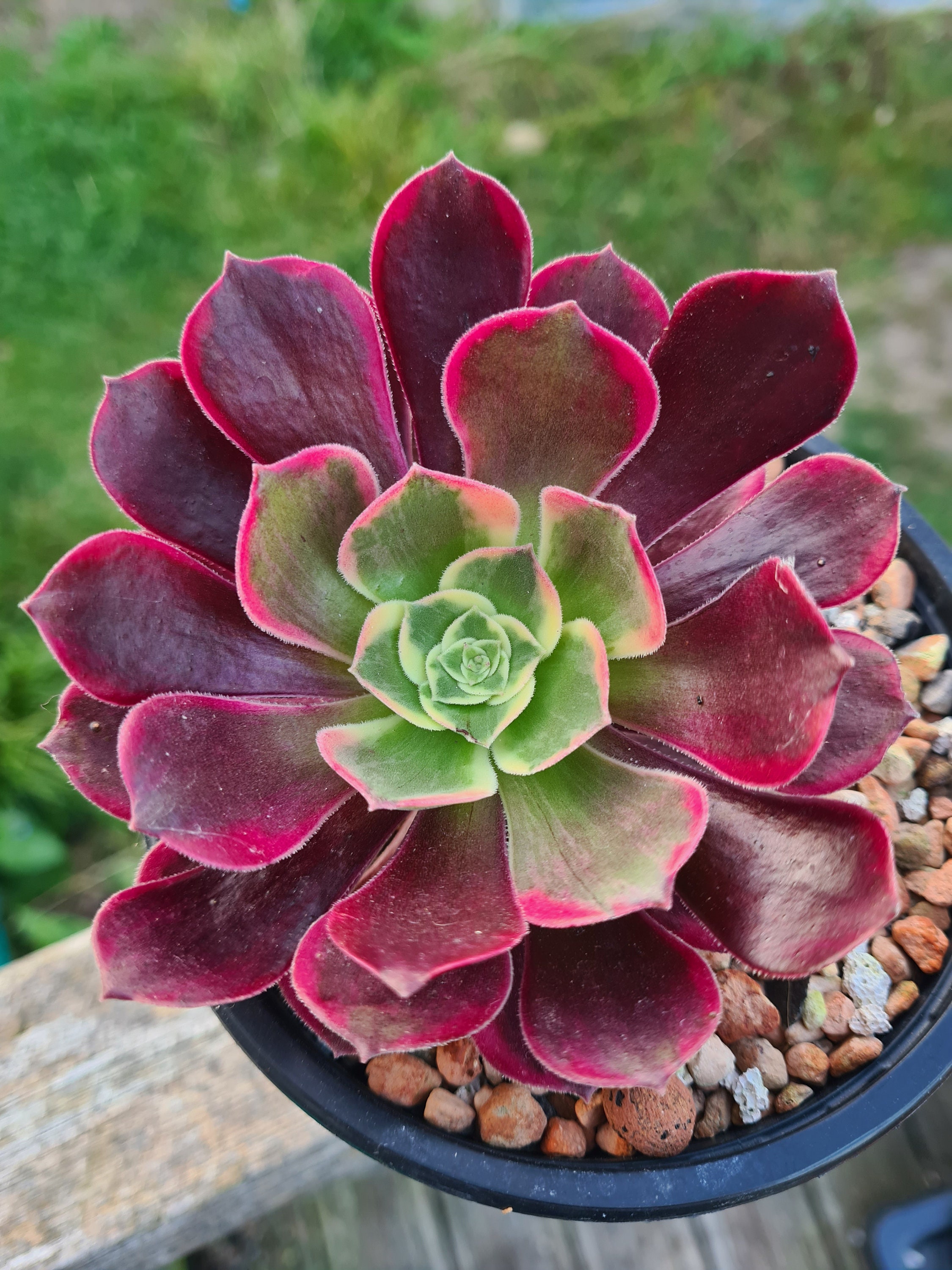 Planta Cacto Suculenta Dama Da Noite Com Vaso E Suporte