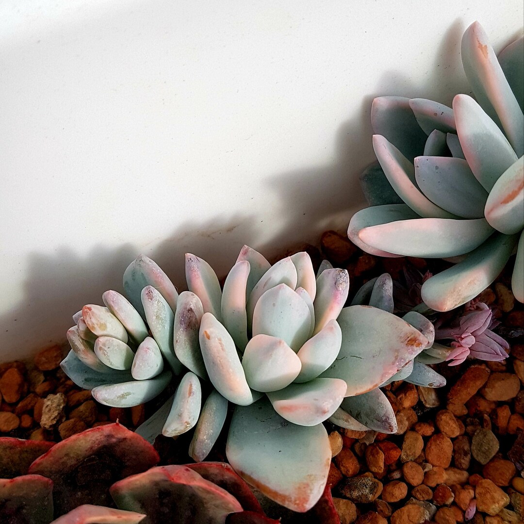 Pachyveria Simonoasa Variegated 'powder Puff' Etsy UK