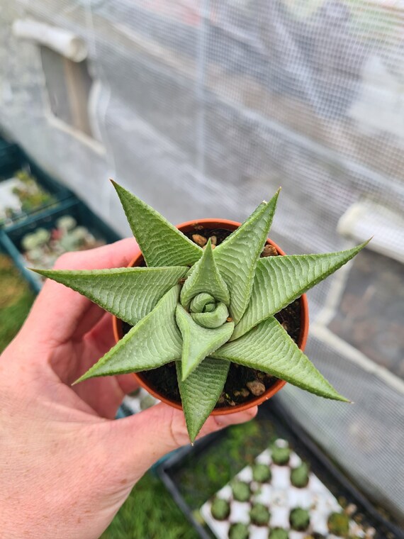 ハオルチア スターズ フェアリー③ 【公式通販】