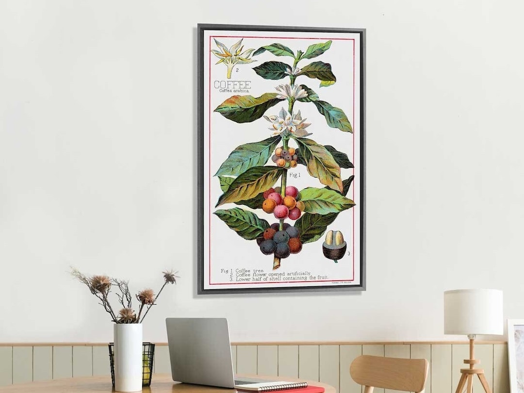 Vintage Coffee Plant Art high Resolution Downloadable Image Large