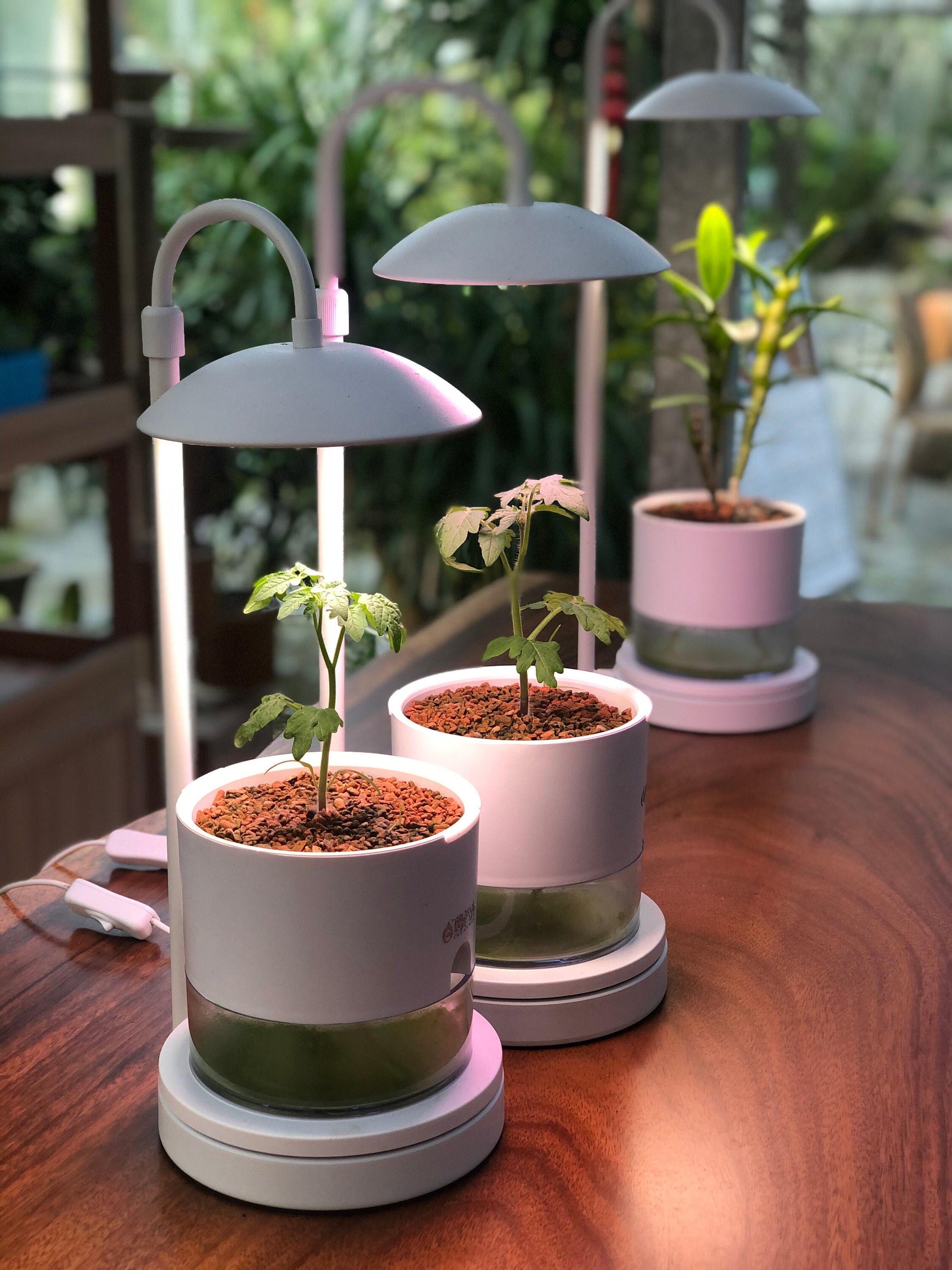 SIEHE VIDEO Pfiffiger Indoor Aquaponik Über pflanzer für | Etsy