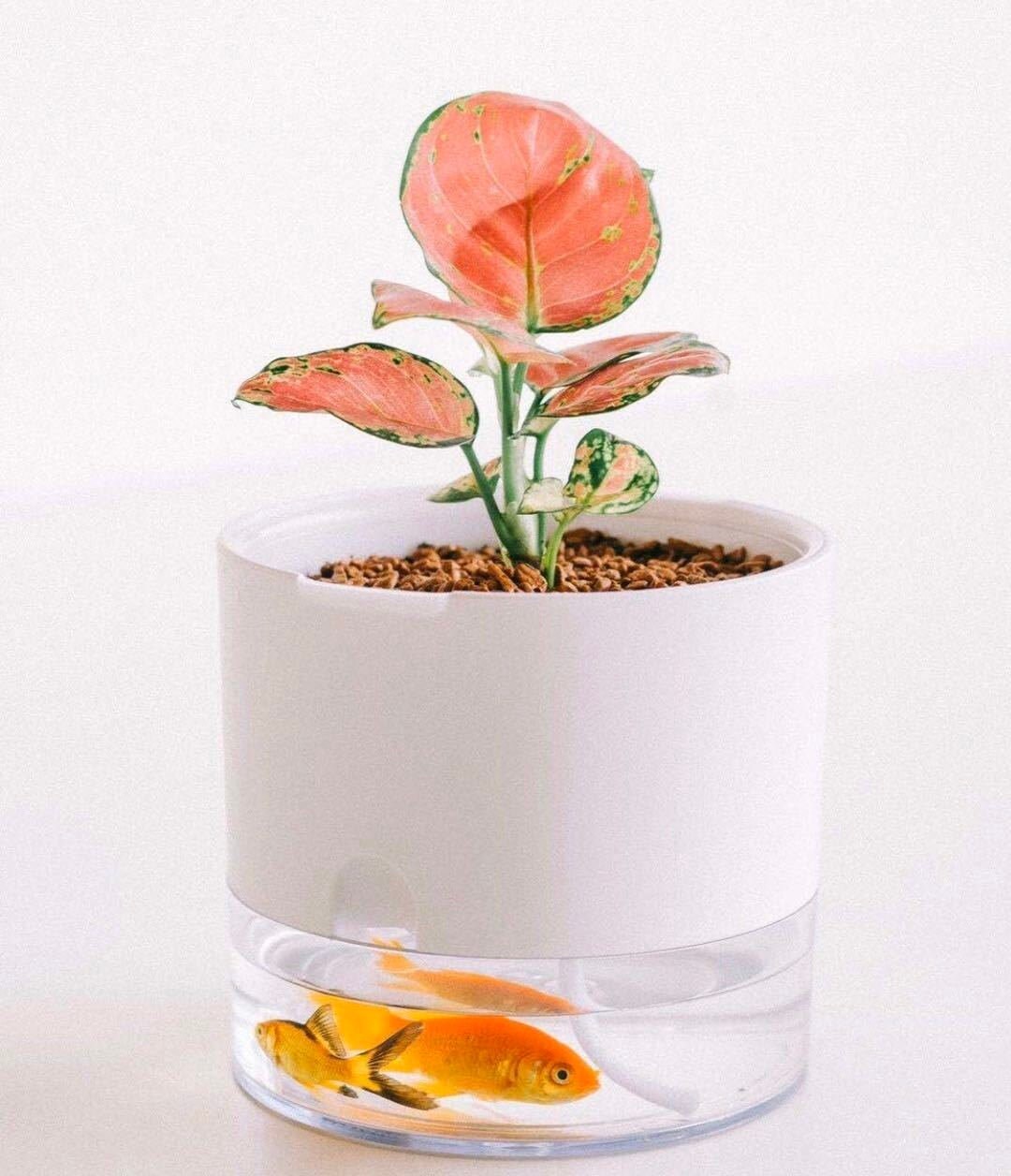 SIEHE VIDEO Pfiffiger Indoor Aquaponik Über pflanzer für | Etsy