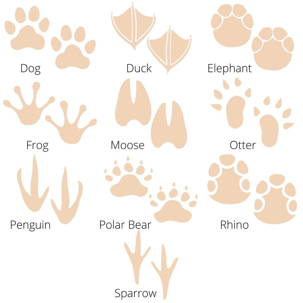 Animal Footprints Clay Stamps - Etsy