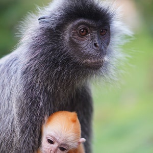 May include: A silver-furred monkey with a black face cradles a small, orange-furred monkey in its arms. The larger monkey has a serious expression, while the smaller monkey looks up with wide, curious eyes.
