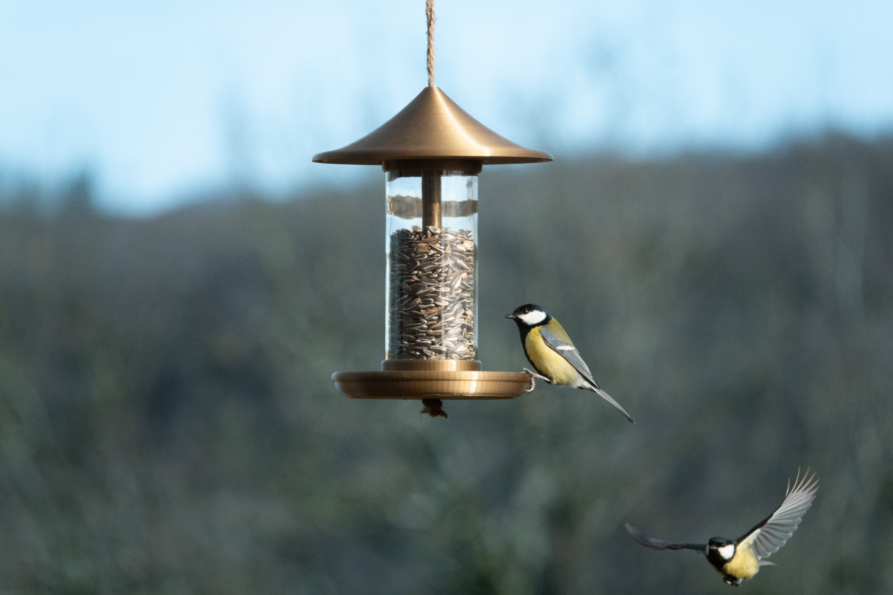 Mangeoire à Oiseaux Déco | Or