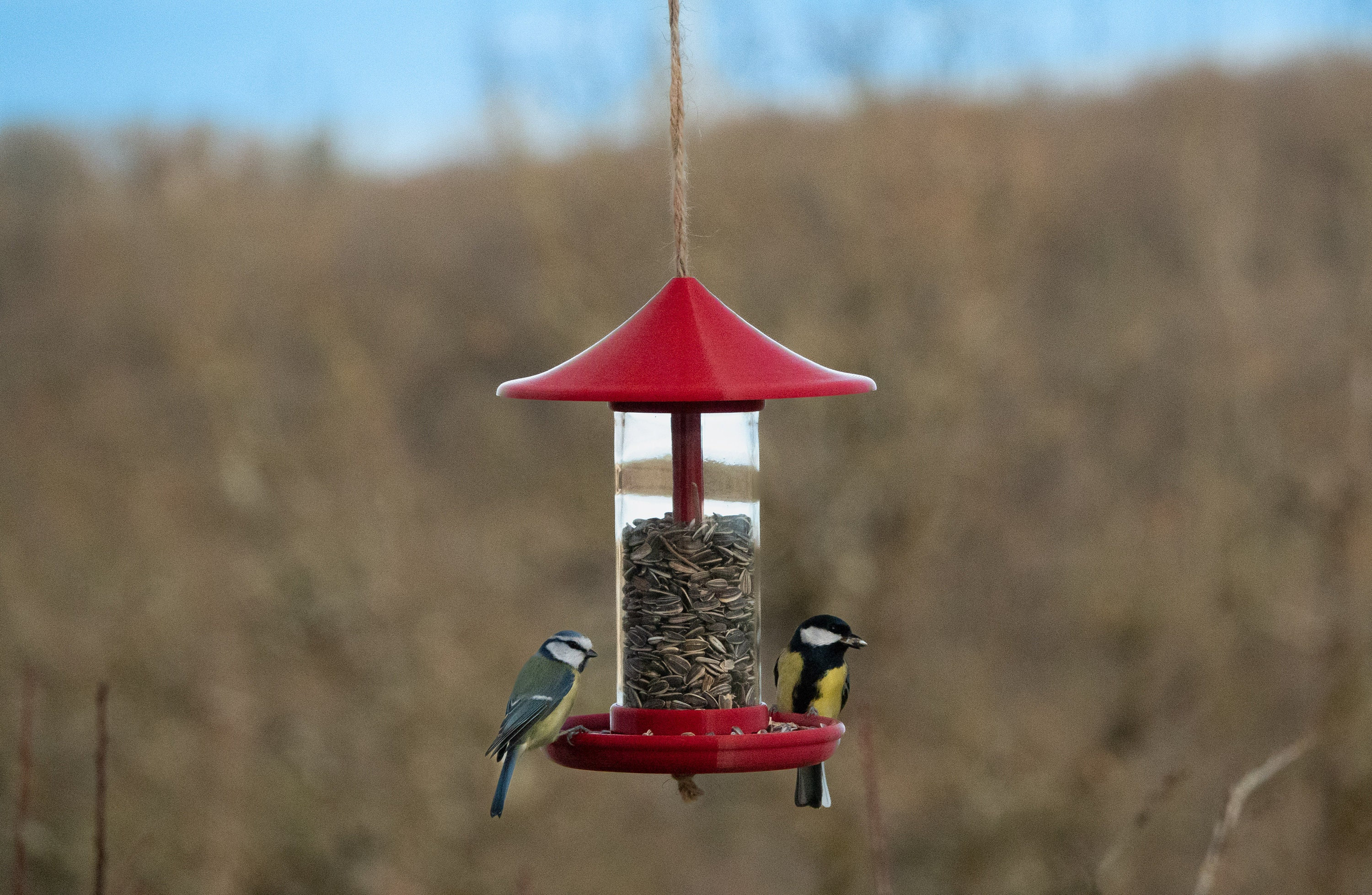 Mangeoire à Oiseaux Déco | Rouge