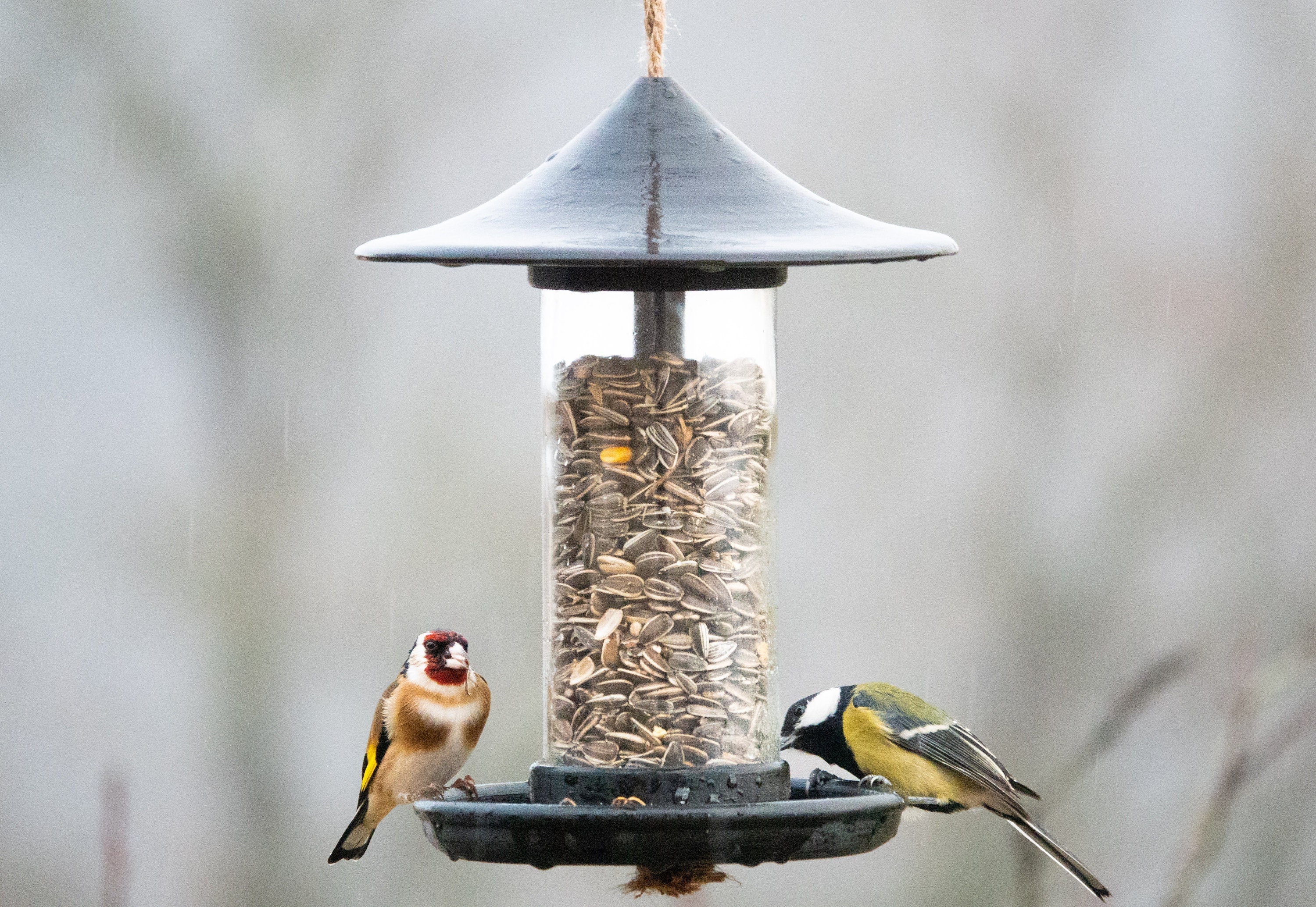 Acheter ICI en ligne mangeoire d'extérieur pour oiseaux