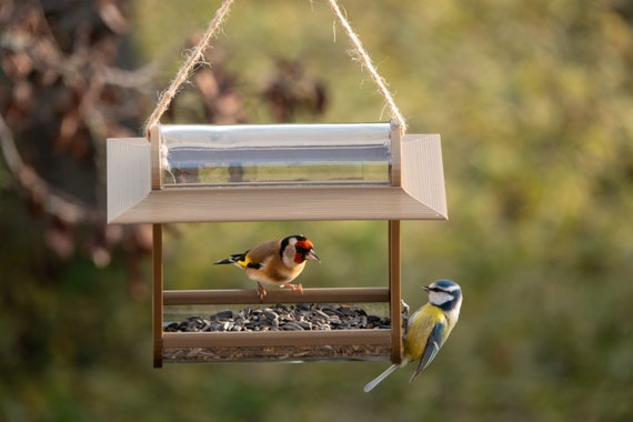 Une mangeoire connectée pour mieux photographier les oiseaux de