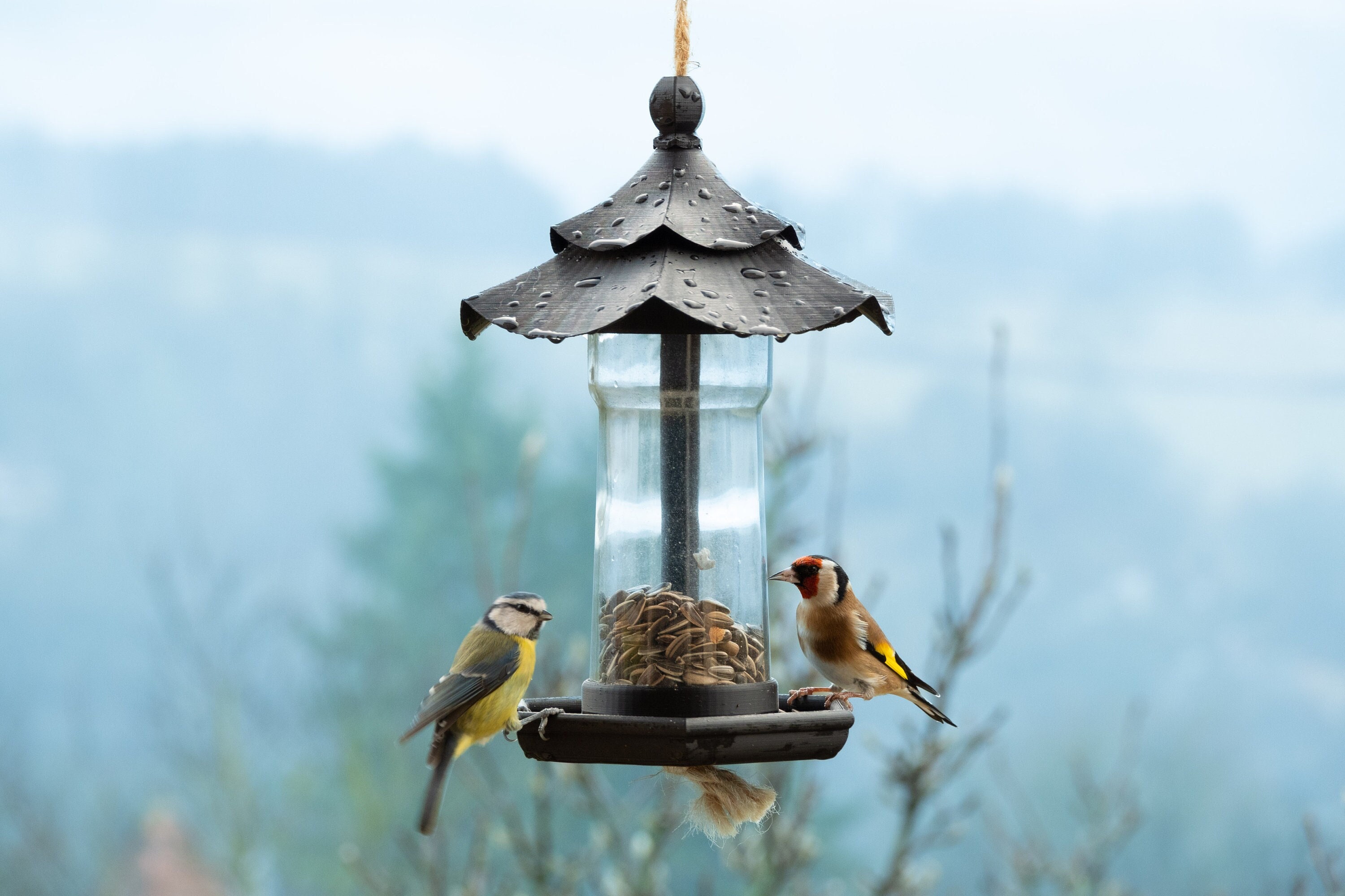 Mangeoire À Oiseaux, Lanterne Suspendue Mangeoire À Oiseaux Mangeoires À  Graines De Jardin Abris De Pluie Résistant Aux intempéries pour la  Décoration De Jardin en Plein Air