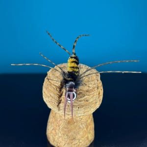 Girdle Bug Jig Fly: Imitación de mosca de piedra con patas de goma