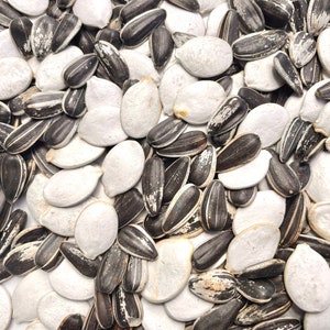 Sunflower and Pumpkin Seeds - Small Pet Treats