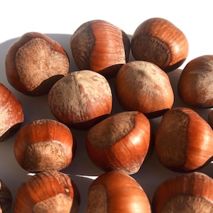 Hazelnuts - Small Pet Treats