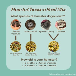 Puede incluir: Un diagrama de flujo que muestra diferentes especies de h&aacute;mster y sus mezclas de semillas correspondientes. El diagrama incluye im&aacute;genes de h&aacute;mster y mezclas de semillas. El texto en el diagrama dice: "C&oacute;mo elegir una mezcla de semillas", "&iquest;Qu&eacute; especie de h&aacute;mster tienes?", "Sirio (tambi&eacute;n conocido como oso de peluche / oso elegante)", "Roborovski", "Enano h&iacute;brido", "Chino", "Mezcla de semillas para h&aacute;mster sirio CHC", "Mezcla de semillas para h&aacute;mster roborovski CHC", "Mezcla de semillas para h&aacute;mster enano/chino CHC", "&iquest;Qu&eacute; edad tiene tu h&aacute;mster?", "< 6 meses: F&oacute;rmula junior", "> 6 meses: F&oacute;rmula senior", "@chubbyhamstercheeksshop".