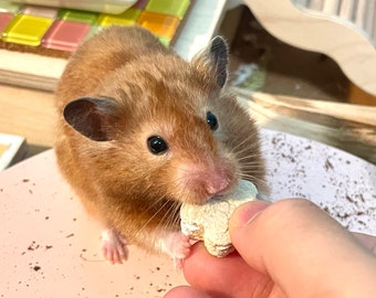 Apple-Sauce’s Oatmeal Cookies - Small Pet Treats