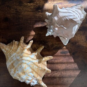 May include: Two seashells on a wooden surface. One seashell is light brown and the other is a darker brown with white stripes.