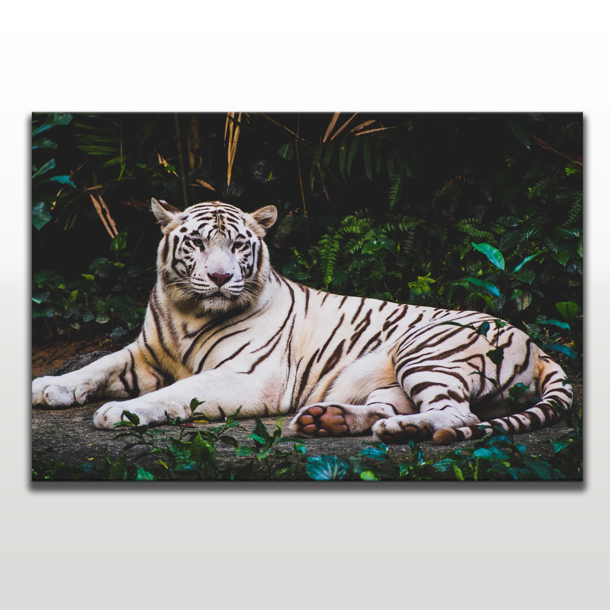 White Tiger Wall Art High Quality Canvas Tiger Canvas Etsy