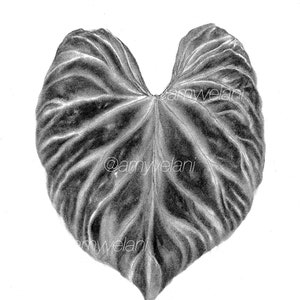 Philodendron Verrucosum Dessin Estampe
