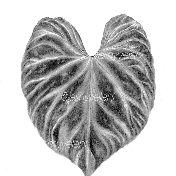 Philodendron Verrucosum Drawing Print
