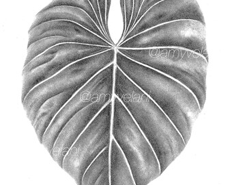 Philodendron Gloriosum Druck