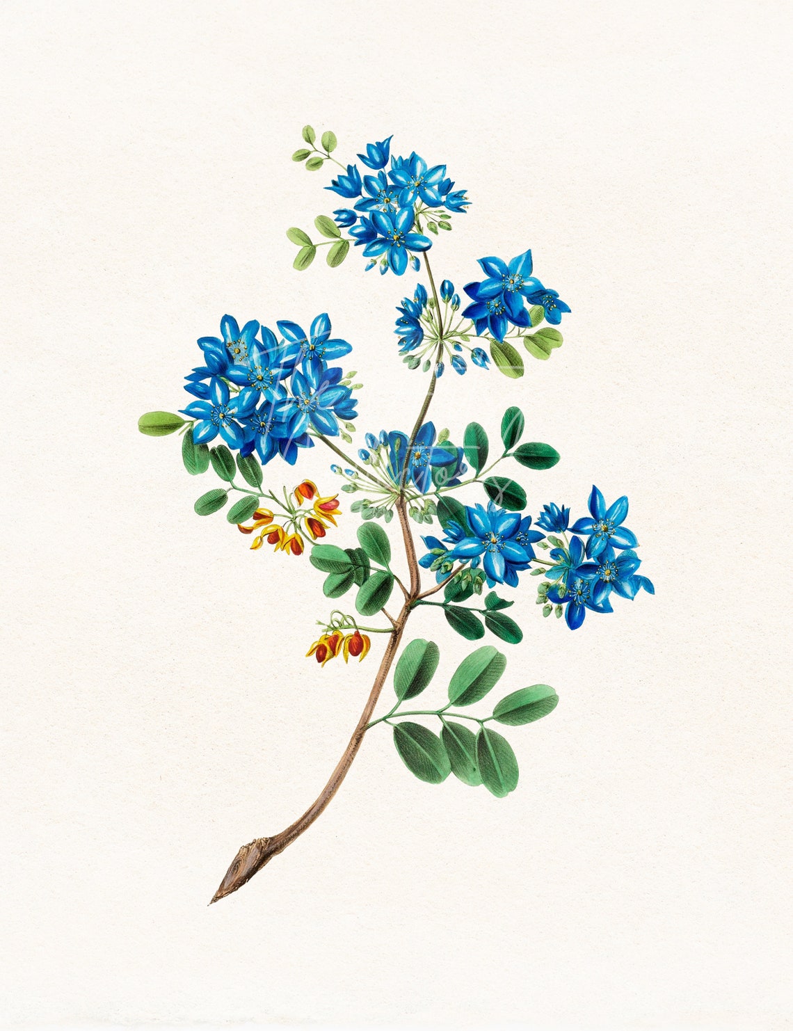 Blue Flower Clip Art Rough Bark Lignum Vitae Flower Clip Art | Etsy