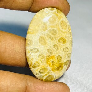 58.30 Cts Fossil Coral Edelstein Natürliche Fossile Coral Cabochons Handgemacht mit gutem Gefühl (40X25X6) Code AS-165