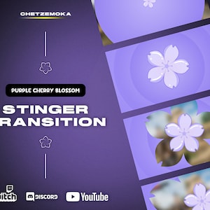 Cherry Blossom Stinger Transition | Animated Stinger Transition | Purple Sakura Flower| Purple Background | Twitch Stream