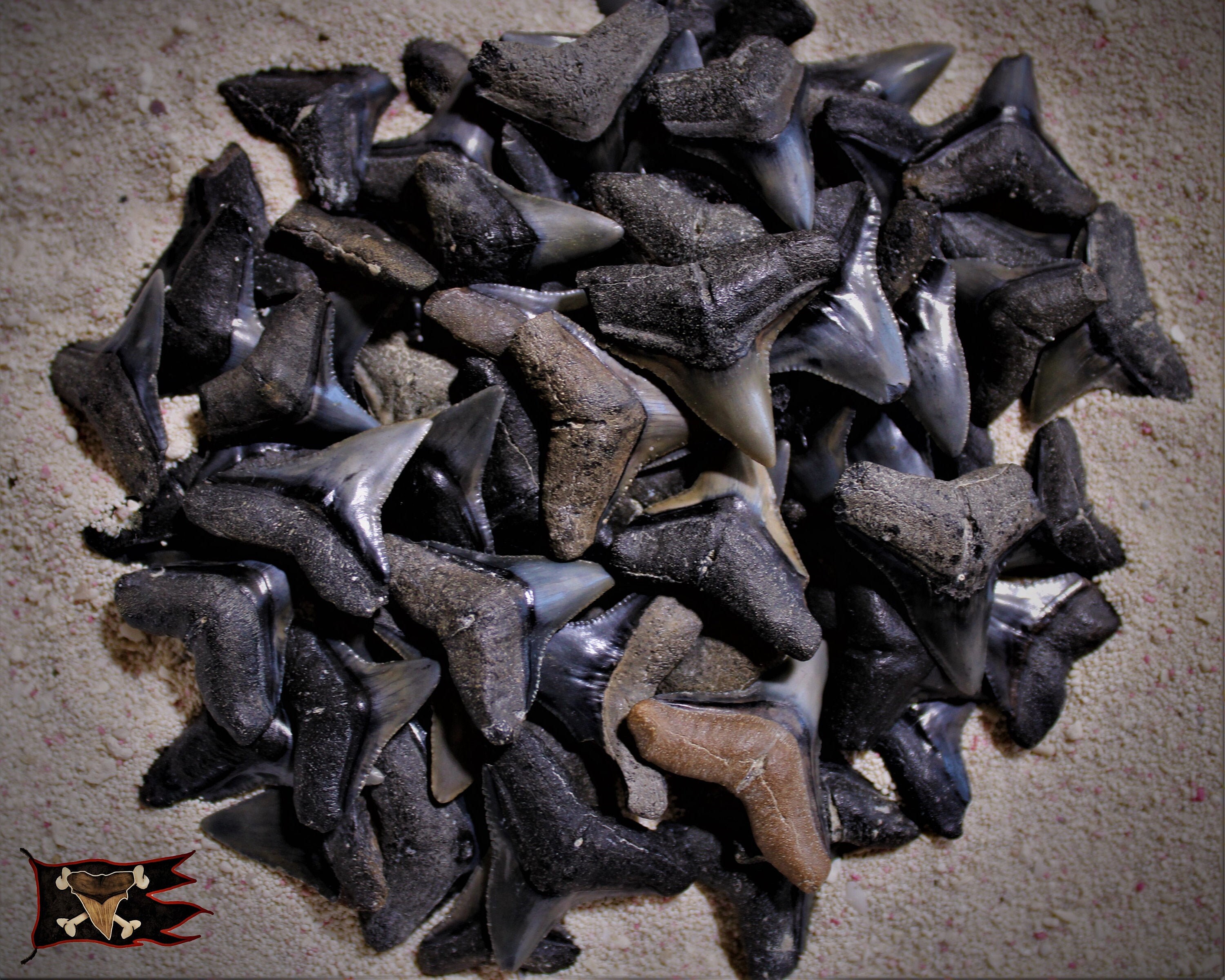 Fossil Bull Shark Teeth | Etsy