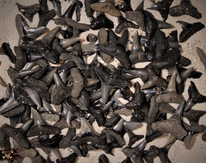 Fossil Lemon Shark Teeth - Etsy