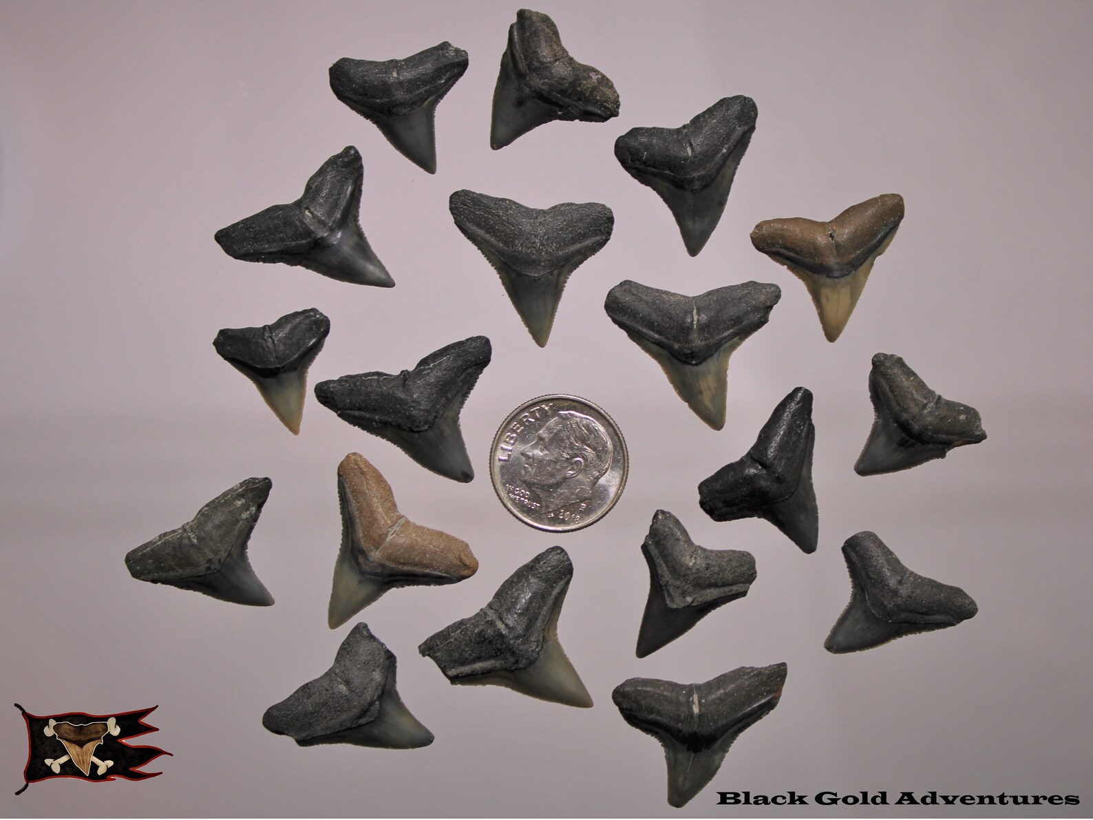 Fossil Bull Shark Teeth | Etsy