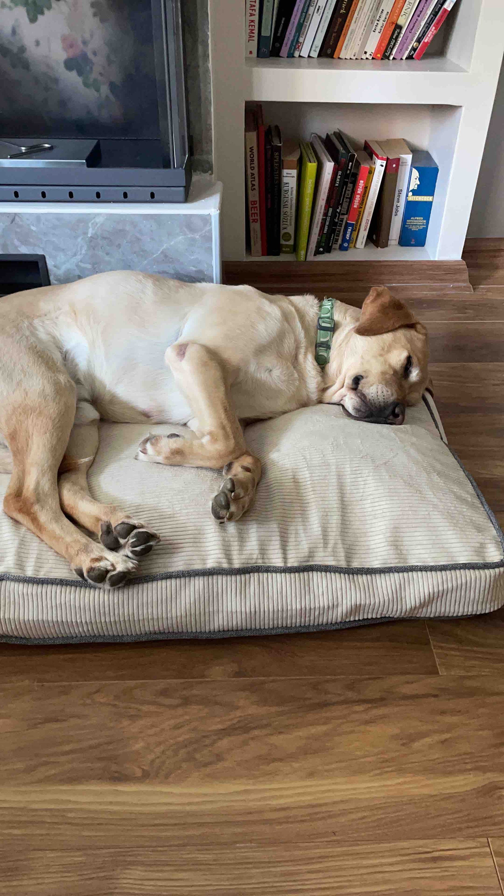 Made to Order Removable and Washable Custom Size Dog Bed Cover Etsy